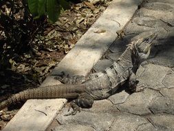 huge iguana on the pavement