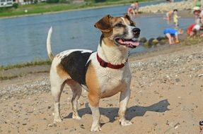cute friendly dog on the beach