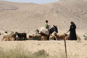 Bedouins in the desert