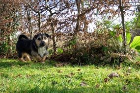 puppy jack russell on the spring meadow