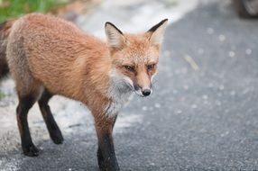 wild fox on the street