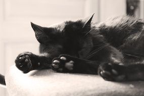 domestic charming Black Cat