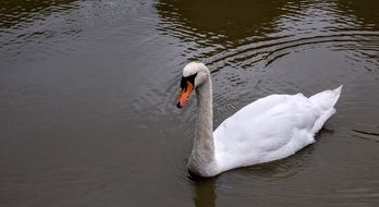 White Swan in pond swimming