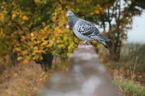 Dove Bird on Bridge, Autumn scene