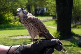 falcon on man's arm