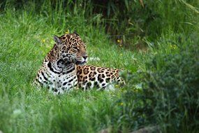 dangerous animal lies in the green grass