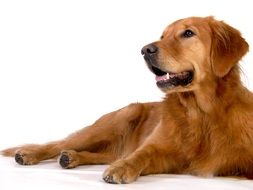 red dog lays on side at white background