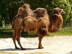 brown camel with two humps