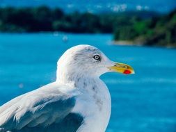 gull in Oslo close-up on blurred background