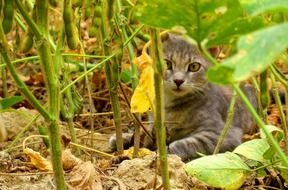 Grey kitty in a field