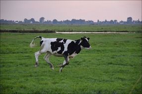 domestic Bull Running in Farm