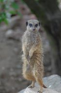 standing Suricate, insectivores Animal in Zoo