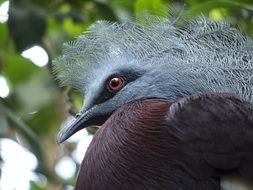 colorful exotic bird in the wildlife