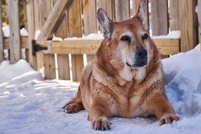 the dog is lying on snow