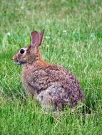 gray hare among green grass