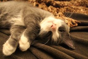 Adorable Sleeping Cat