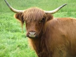 Highland cow, Scottish cattle breed, head close up