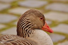 brown goose in a meadow