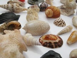 seashells on the table