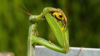 front legs of a mantis close-up