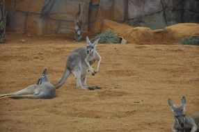 kangaroos in the zoo