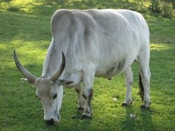 white zebu on a green pasture