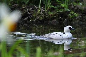 white Bird Animal