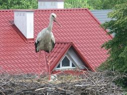 stork and nestlings