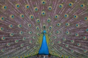 Beautiful colorful peacock in Turkey