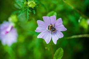 bee and purple flower