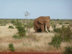 elephant among nature in kenya