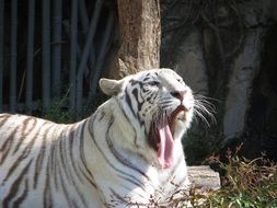 white tiger under the bright sun