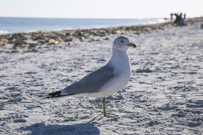 stunningly beautiful Seagull Beach, florida