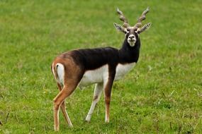 Antelope on a green meadow