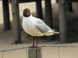 Seagull on fence