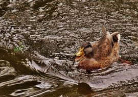 swimming duck in wildlife