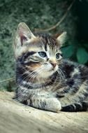 little fluffy striped kitten in the sun