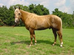 domestic red Horse in bridle on meadow at forest