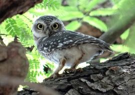 spotted owlet in india