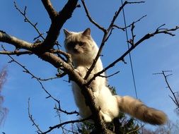 climbing cat on a tree