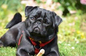 Black lap dog
