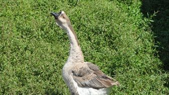 chinese domestic goose on green grass on a sunny day