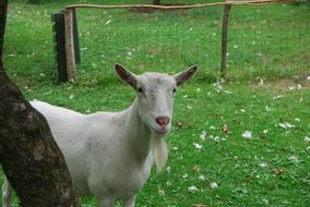 white goat behind a tree