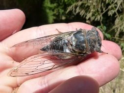 cicada on human hand