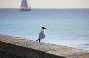 Seagull on stone fence at seascape