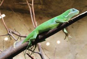 green iguana on a branch