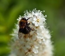 macro photo of insect on a lush white inflorescence