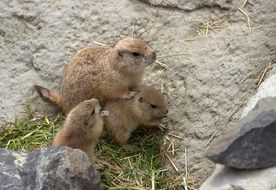 gophers on the green grass near the stones