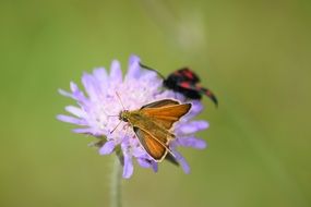 two different butterflies on a flower close-up