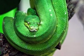 toxic green snake